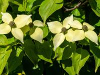 Japanischer Blumen-Hartriegel